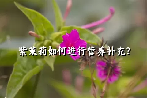 紫茉莉如何进行营养补充？