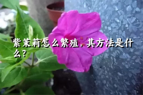 紫茉莉怎么繁殖，其方法是什么？