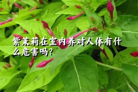 紫茉莉在室内养对人体有什么危害吗？