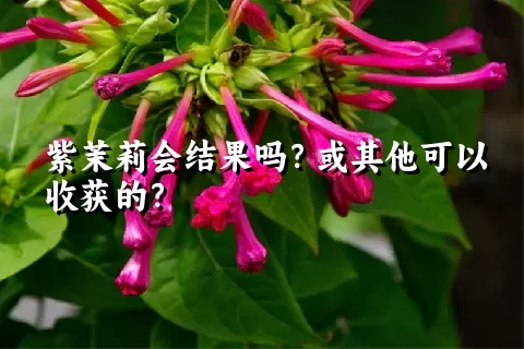 紫茉莉会结果吗？或其他可以收获的？