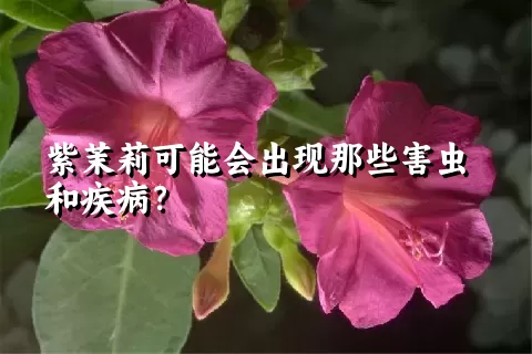 紫茉莉可能会出现那些害虫和疾病？