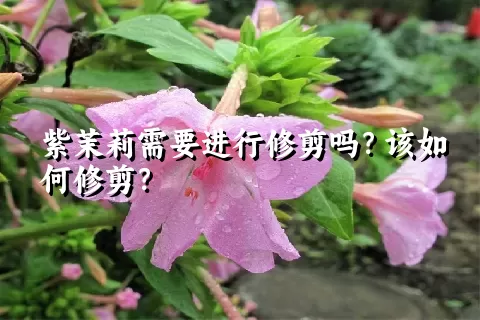 紫茉莉需要进行修剪吗？该如何修剪？