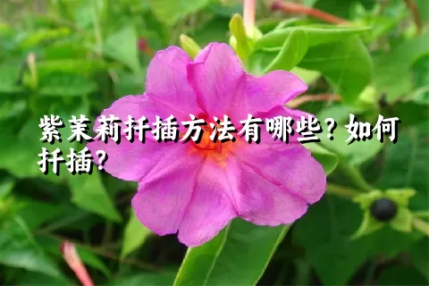 紫茉莉扦插方法有哪些？如何扦插？