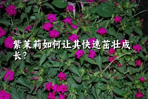 紫茉莉如何让其快速茁壮成长？