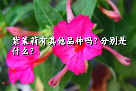 紫茉莉有其他品种吗？分别是什么？