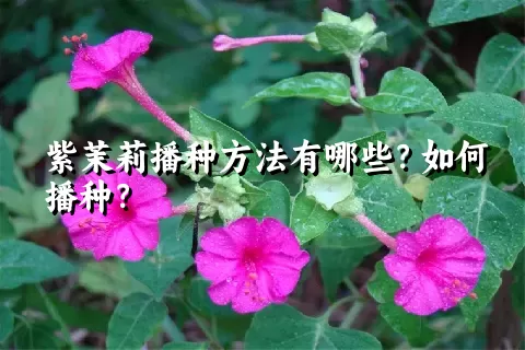 紫茉莉播种方法有哪些？如何播种？