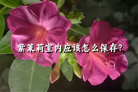 紫茉莉室内应该怎么保存？