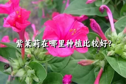 紫茉莉在哪里种植比较好？