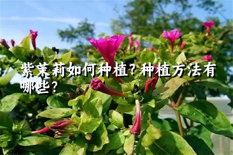 紫茉莉如何种植？种植方法有哪些？