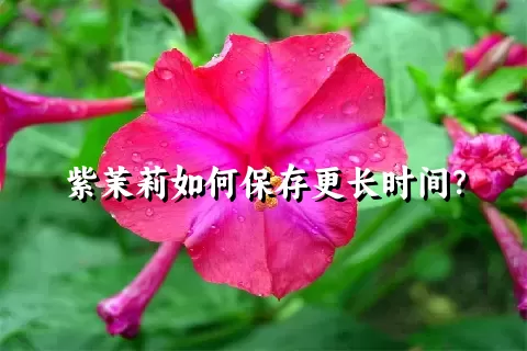 紫茉莉如何保存更长时间？