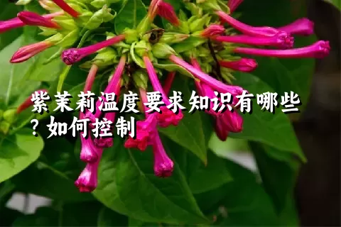 紫茉莉温度要求知识有哪些？如何控制