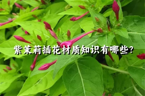 紫茉莉插花材质知识有哪些？