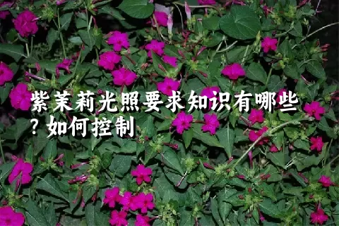 紫茉莉光照要求知识有哪些？如何控制