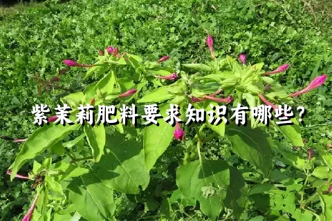 紫茉莉肥料要求知识有哪些？