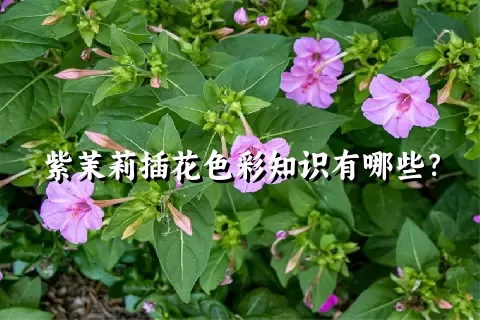 紫茉莉插花色彩知识有哪些？