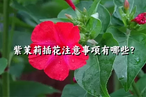 紫茉莉插花注意事项有哪些？