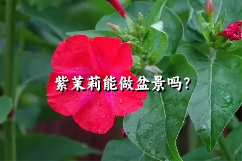 紫茉莉能做盆景吗？