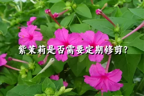 紫茉莉是否需要定期修剪？