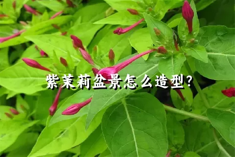 紫茉莉盆景怎么造型？