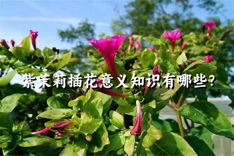 紫茉莉插花意义知识有哪些？