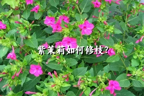 紫茉莉如何修枝？