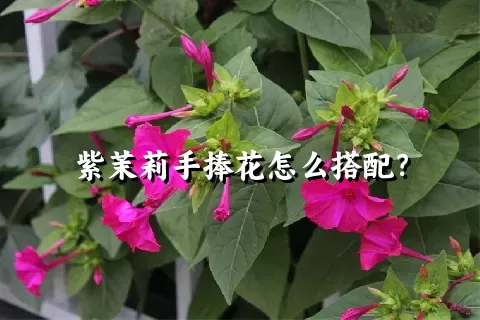 紫茉莉手捧花怎么搭配？