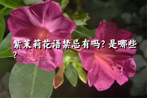 紫茉莉花语禁忌有吗？是哪些？