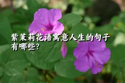 紫茉莉花语寓意人生的句子有哪些？