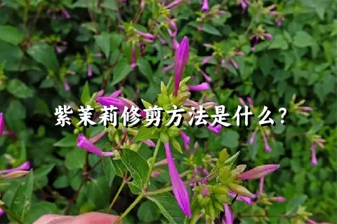 紫茉莉修剪方法是什么？