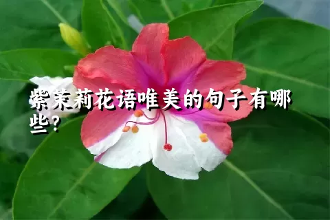 紫茉莉花语唯美的句子有哪些？