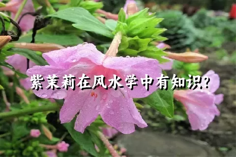 紫茉莉在风水学中有知识？