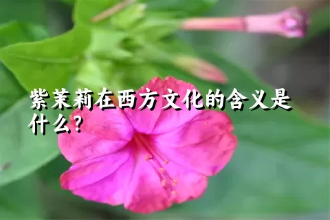 紫茉莉在西方文化的含义是什么？