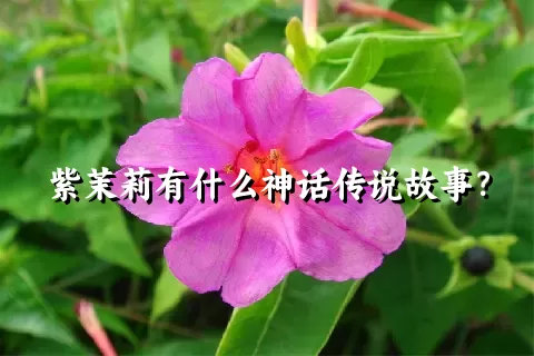 紫茉莉有什么神话传说故事？