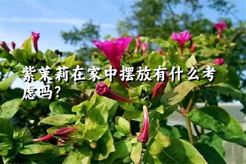 紫茉莉在家中摆放有什么考虑吗？