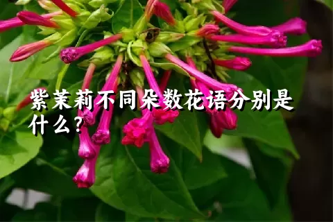 紫茉莉不同朵数花语分别是什么？