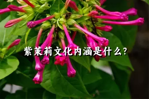 紫茉莉文化内涵是什么？