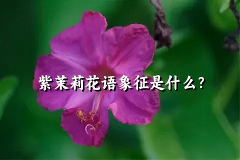 紫茉莉花语象征是什么？