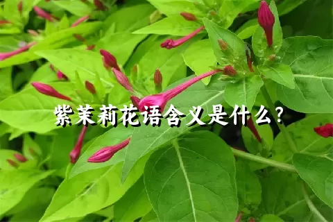 紫茉莉花语含义是什么？