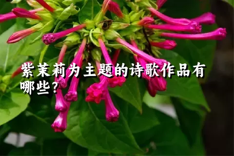 紫茉莉为主题的诗歌作品有哪些？