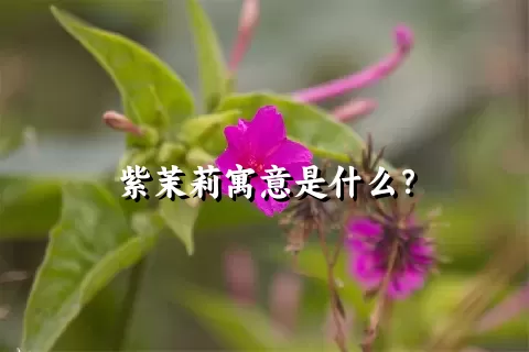 紫茉莉寓意是什么？