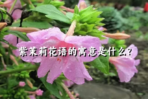 紫茉莉花语的寓意是什么？