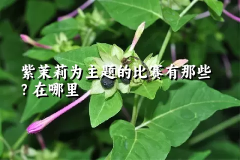 紫茉莉为主题的比赛有那些？在哪里