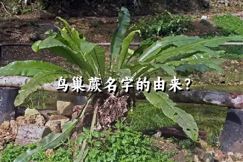 鸟巢蕨名字的由来？