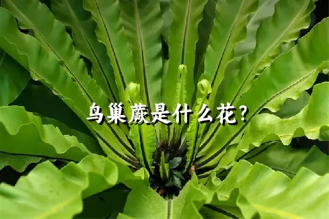 鸟巢蕨是什么花？