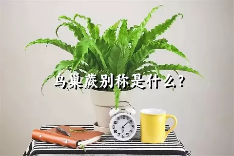 鸟巢蕨别称是什么？