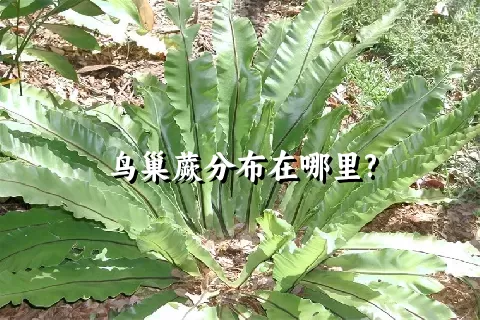 鸟巢蕨分布在哪里?