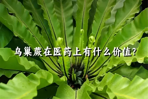 鸟巢蕨在医药上有什么价值？