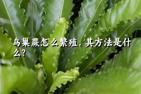 鸟巢蕨怎么繁殖，其方法是什么？