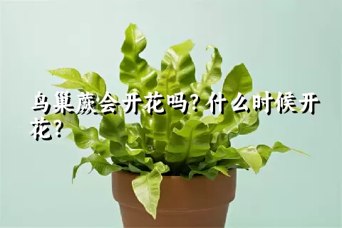 鸟巢蕨会开花吗？什么时候开花？