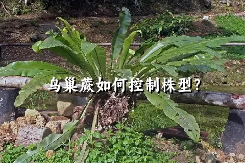 鸟巢蕨如何控制株型？